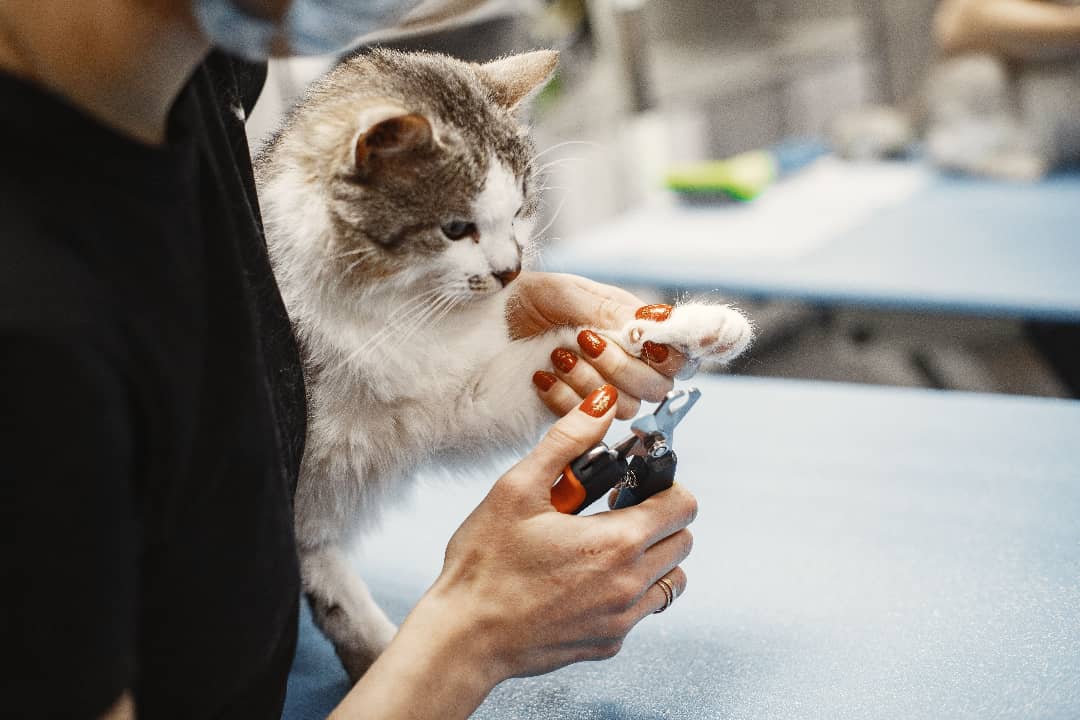 How Can I Make My Veterinary Clinic Run More Efficiently?