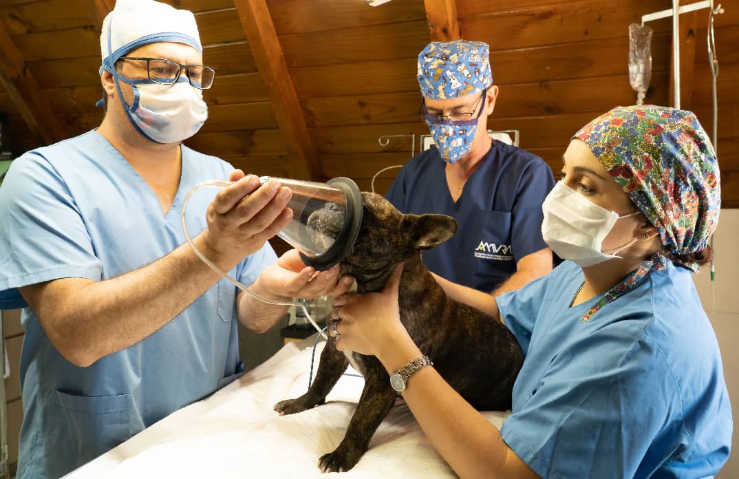 How Can I Make My Veterinary Clinic More Profitable Without Compromising Patient Care?