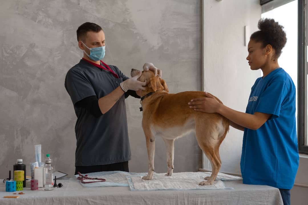 How Can I Attract More Clients to My Veterinary Clinic?