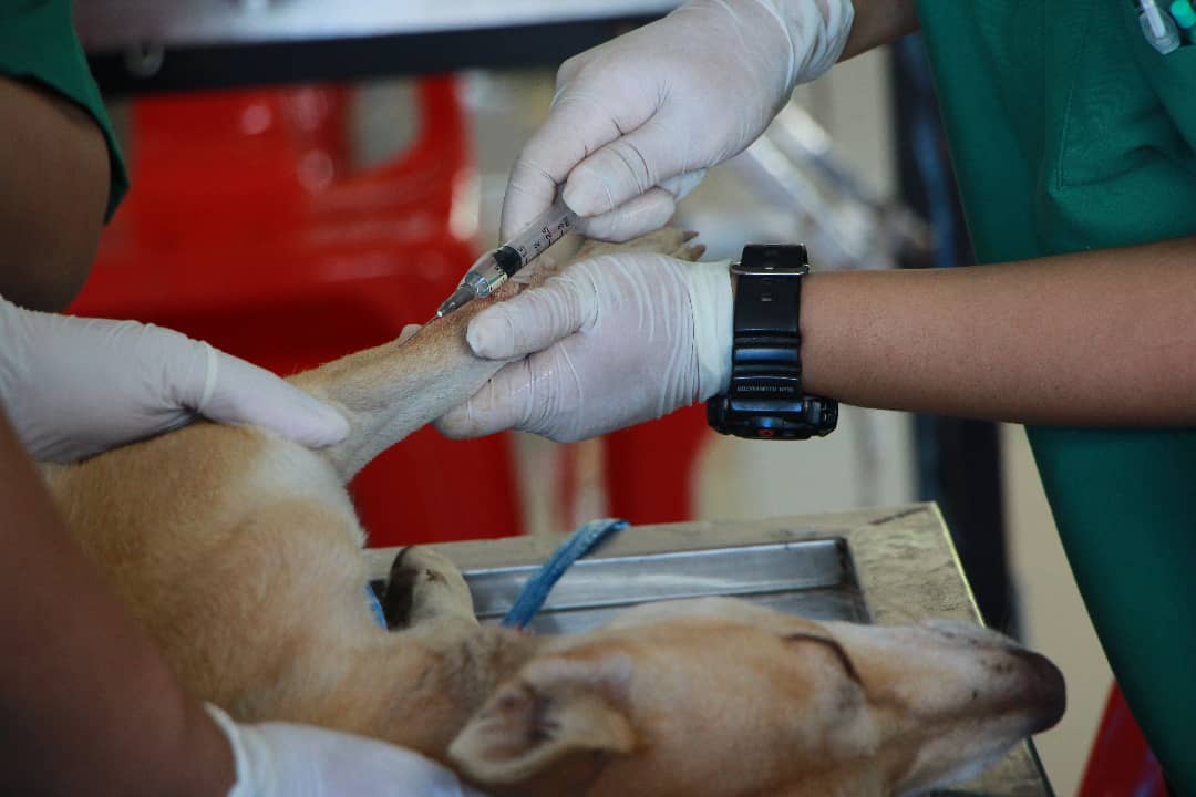 How Can I Build a Reliable and Motivated Veterinary Clinic Team?